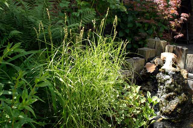 FH_VP_0051(Carex riparia).jpg - Carex riparia (oeverzegge)